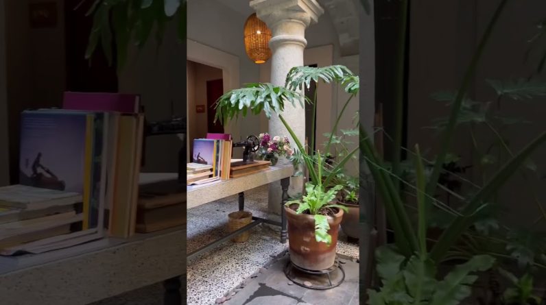 cute & trendy coffee shop in oaxaca | oaxaca travel guide 2022- cute trendy coffee shop in oaxaca oaxaca travel guide 2022 xdbgwraorgc Cute & Trendy Coffee Shop In Oaxaca | Oaxaca Travel Guide 2022